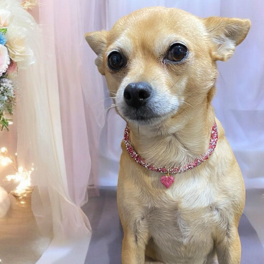 Heart Bling fancy Couture Dog Necklace Jewelry Collar